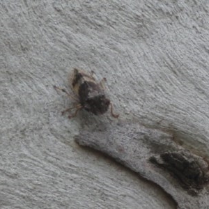 Stenocotis depressa at Downer, ACT - 28 Dec 2020