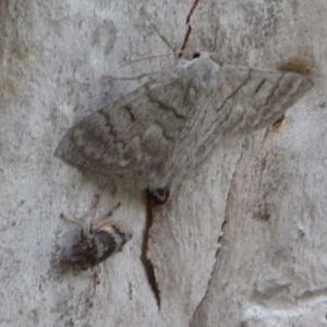 Stenocotis depressa at Downer, ACT - 28 Dec 2020