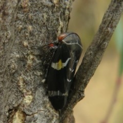 Eurymeloides punctata (Gumtree hopper) at Downer, ACT - 28 Dec 2020 by Christine