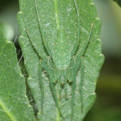 Araneus talipedatus (Slender green orb-weaver) at Downer, ACT - 29 Dec 2020 by TimL