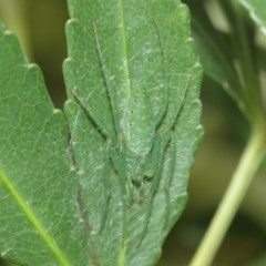 Araneus talipedatus at Downer, ACT - 29 Dec 2020