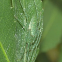 Araneus talipedatus at Downer, ACT - 29 Dec 2020