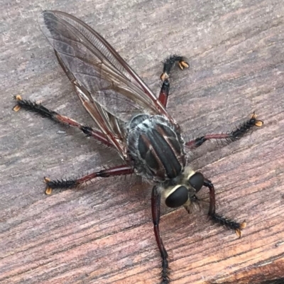 Neoaratus hercules (Herculean Robber Fly) at Metung, VIC - 5 Dec 2020 by WindyHen