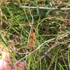 Eleocharis atricha (Tuber Spikerush) at Forde, ACT - 30 Dec 2020 by Tapirlord