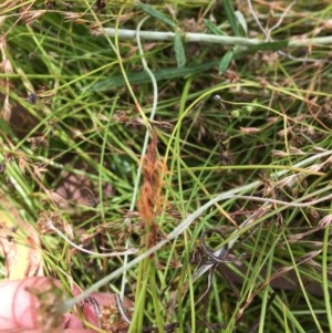 Eleocharis atricha at Forde, ACT - 30 Dec 2020