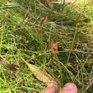 Eleocharis atricha at Forde, ACT - 30 Dec 2020