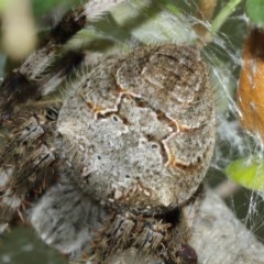 Araneinae (subfamily) (Orb weaver) at ANBG - 29 Dec 2020 by TimL