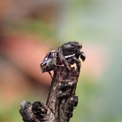 Maratus harrisi (Harris's Peacock spider) at Mount Clear, ACT - 29 Dec 2020 by CathB