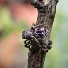Maratus harrisi at Mount Clear, ACT - suppressed