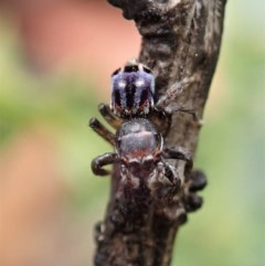 Maratus harrisi at Mount Clear, ACT - suppressed