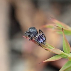Maratus harrisi at Mount Clear, ACT - suppressed