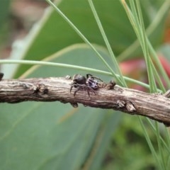 Maratus harrisi at Mount Clear, ACT - suppressed