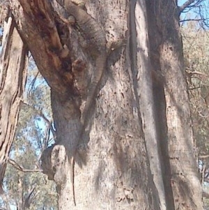 Varanus varius at Jones Creek, NSW - suppressed