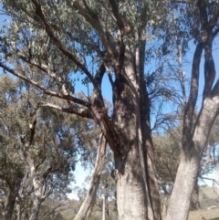 Varanus varius at Jones Creek, NSW - suppressed