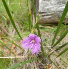 Thysanotus tuberosus subsp. tuberosus (Common Fringe-lily) at Paddys River, ACT - 29 Dec 2020 by Rixon