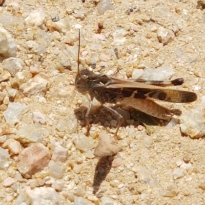 Oedaleus australis (Australian Oedaleus) at Woodstock Nature Reserve - 30 Dec 2020 by tpreston