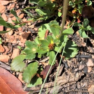 Brachyscome spathulata at Mount Clear, ACT - 30 Dec 2020