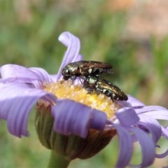 Brachyscome spathulata at Mount Clear, ACT - 30 Dec 2020