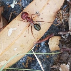 Melophorus rufoniger (Red and Black Furnace Ant) at Woodstock Nature Reserve - 30 Dec 2020 by tpreston
