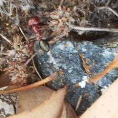 Melophorus rufoniger at Holt, ACT - 30 Dec 2020