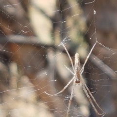 Tetragnatha sp. (genus) (Long-jawed spider) at Holt, ACT - 30 Dec 2020 by trevorpreston