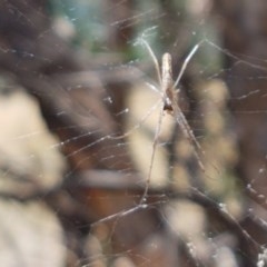 Tetragnatha sp. (genus) at Holt, ACT - 30 Dec 2020