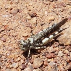 Pycnostictus seriatus at Holt, ACT - 30 Dec 2020