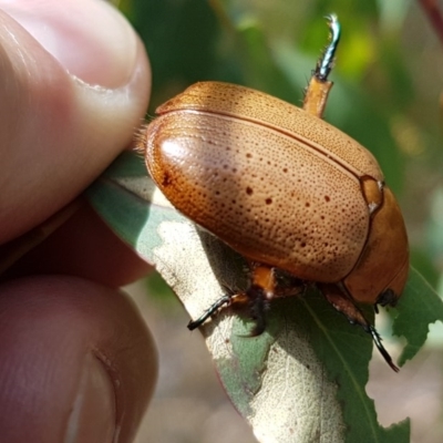 Anoplognathus pallidicollis (Cashew beetle) at Woodstock Nature Reserve - 30 Dec 2020 by trevorpreston