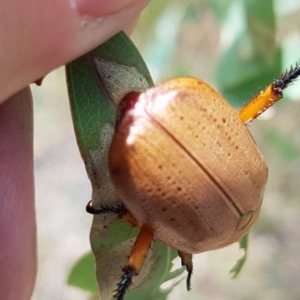 Anoplognathus pallidicollis at Holt, ACT - 30 Dec 2020