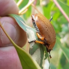 Anoplognathus pallidicollis at Holt, ACT - 30 Dec 2020