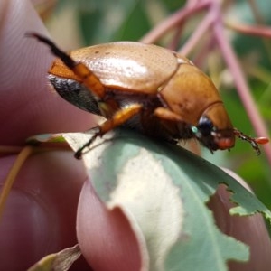 Anoplognathus pallidicollis at Holt, ACT - 30 Dec 2020