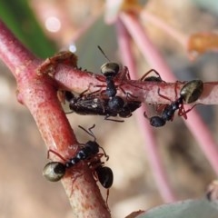 Dolichoderus scabridus at Booth, ACT - 29 Dec 2020 11:02 AM