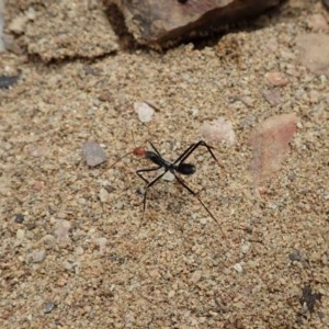 Leptomyrmex erythrocephalus at Booth, ACT - 29 Dec 2020