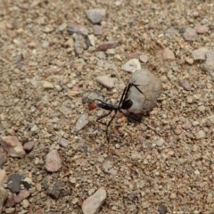 Leptomyrmex erythrocephalus at Booth, ACT - 29 Dec 2020