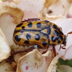 Neorrhina punctata (Spotted flower chafer) at Holt, ACT - 30 Dec 2020 by tpreston