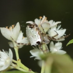 Araneus dimidiatus (Half Orb-weaver) at Acton, ACT - 29 Dec 2020 by TimL