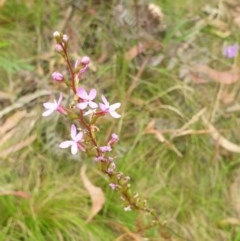 Stylidium sp. (Trigger Plant) at Paddys River, ACT - 30 Dec 2020 by Rixon