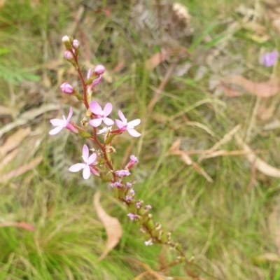 Stylidium sp. (Trigger Plant) at Paddys River, ACT - 30 Dec 2020 by Rixon