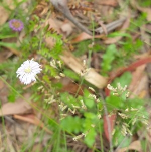 Lagenophora stipitata at Paddys River, ACT - 30 Dec 2020