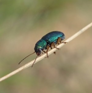 Eboo sp. (genus) at Booth, ACT - 29 Dec 2020