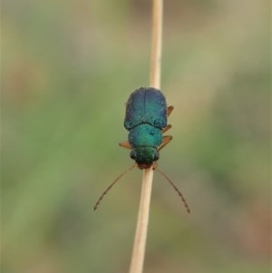 Eboo sp. (genus) at Booth, ACT - 29 Dec 2020