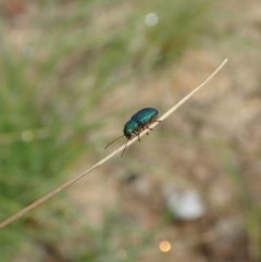 Eboo sp. (genus) at Booth, ACT - 29 Dec 2020