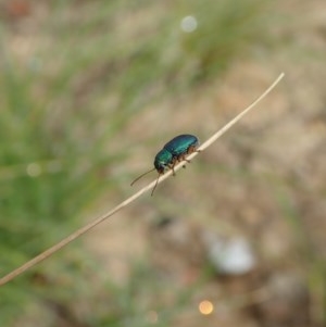 Eboo sp. (genus) at Booth, ACT - 29 Dec 2020