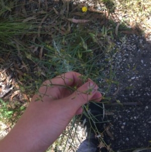 Senecio quadridentatus at Paddys River, ACT - 27 Dec 2020