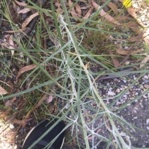 Senecio quadridentatus at Paddys River, ACT - 27 Dec 2020