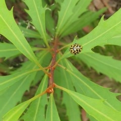 Cleobora mellyi (Southern Ladybird) at Paddys River, ACT - 30 Dec 2020 by Rixon