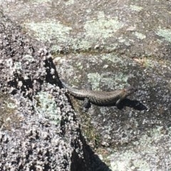 Egernia cunninghami (Cunningham's Skink) at Paddys River, ACT - 27 Dec 2020 by Tapirlord