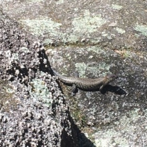 Egernia cunninghami at Paddys River, ACT - 27 Dec 2020 11:40 AM