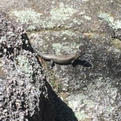 Egernia cunninghami at Paddys River, ACT - 27 Dec 2020 11:40 AM