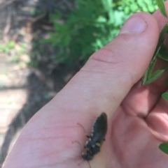 Pergidae sp. (family) at Paddys River, ACT - 27 Dec 2020